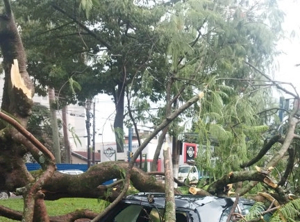 Árvore cai sobre carro durante chuva em Dourados