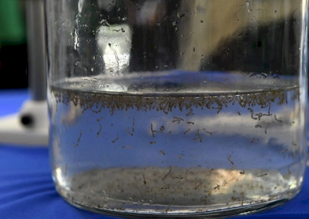 MS contabiliza 1,1 mil casos prováveis de dengue e 253 confirmações