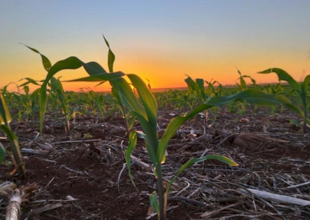 Mais de 500 mil hectares de milho já foram semeados em Mato Grosso do Sul
