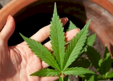 Mendes rejeita recursos sobre descriminalização do porte de maconha