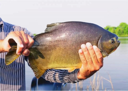 Prefeitura abre licitação para aquisição de peixes vivos para a 1ª Festa da Páscoa