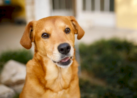 Prefeitura inicia cadastro para ampliar proteção de animais domésticos