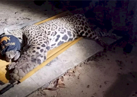Onça que matou caseiro no Pantanal é capturada próxima ao local do ataque