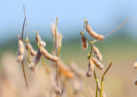 Mesmo com estiagem em 52% da área produtiva, MS colhe safra de soja acima do esperado