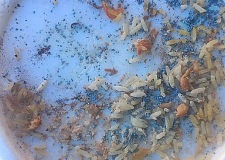 Polícia investiga envenenamento de 3 cães em Dourados; suspeito é identificado