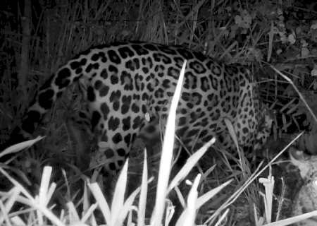 Onça Miranda, tratada e depois solta na natureza, aparece com filhote no Pantanal