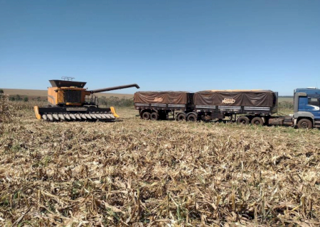 Colheita avança do milho avança e alcança 42,7% da área acompanhada em MS