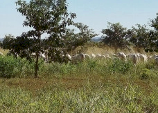 Mato Grosso do Sul sai na frente na captura de carbono e no desenvolvimento sustentável