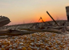 Soja e milho puxam crescimento do campo e elevam produção em MS
