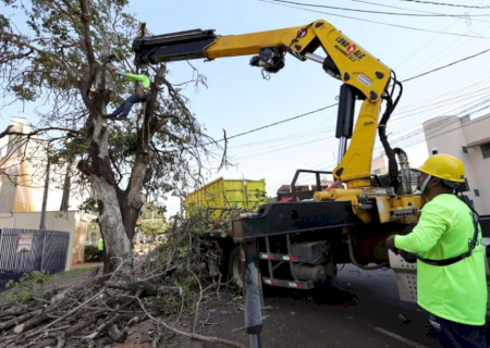 Prefeitura faz chamamento público para destinar lenha de supressões de árvores