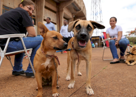Prefeitura e governo iniciam castração de 1,6 mil cães e gatos em Dourados