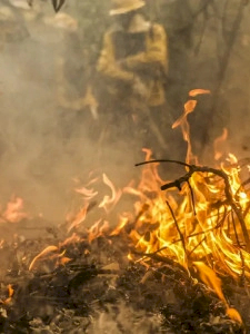 Pantanal é o bioma mais atingido pelo aumento da temperatura no país