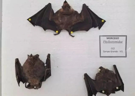 Estado confirma 1º caso de raiva animal do ano no norte de MS