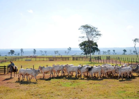Ciclo pecuário entra em fase de transição e exige decisões estratégicas do produtor