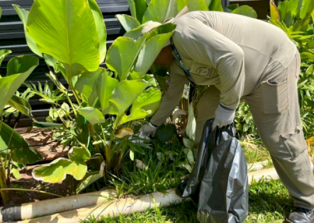 MS registra 42 casos confirmados de dengue