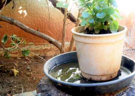 Dengue tem 42 casos confirmados e nenhum óbito em MS até o fim de janeiro