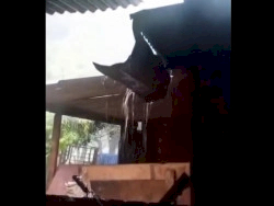 Árvores caem e abrigo de ovelhas é destelhado durante forte temporal em distrito