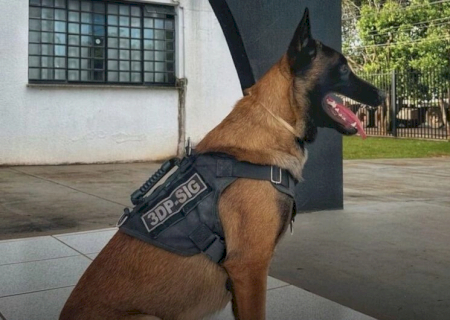 Cão farejador auxilia polícia e homem é preso com droga em freezer