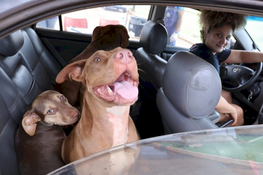 Prefeitura imuniza mais de 1,5 mil animais em drive-thru de vacinação antirrábica
