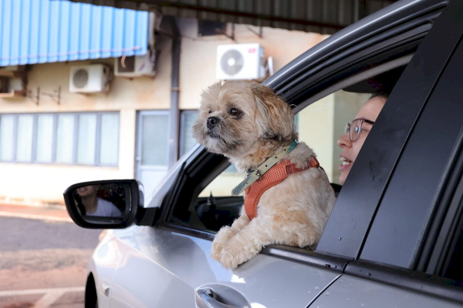 Prefeitura imuniza mais de 1,5 mil animais em drive-thru de vacinação antirrábica
