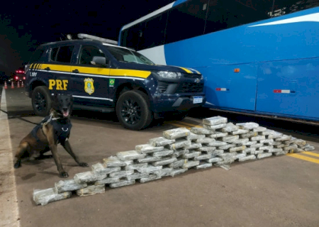 Em 12 horas de operação, PRF apreende 313 quilos de drogas e prende 37 pessoas em MS