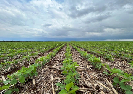Crédito Rural cai 20,2% e custo da soja supera R$ 5 mil por hectare